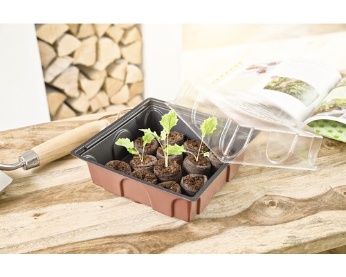 Anzuchtkasten mit Jungpflanzen, Quelltöpfen und transparentem Deckel auf einem Holztisch