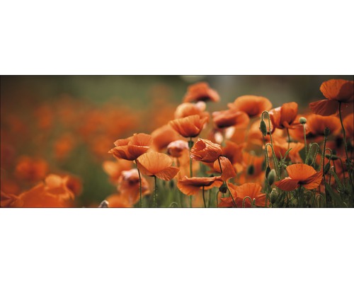 Glasbild Orange Poppies I 50x125 cm GLA1267