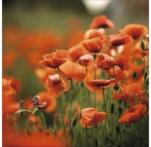 Glasbild Orange Poppies I 80x80 cm GLA1267