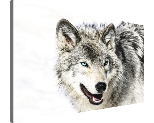 Leinwandbild Wolf 60x80 | cm HORNBACH