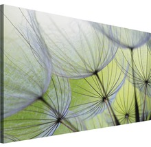 Leinwandbild Pusteblume 75x100 cm