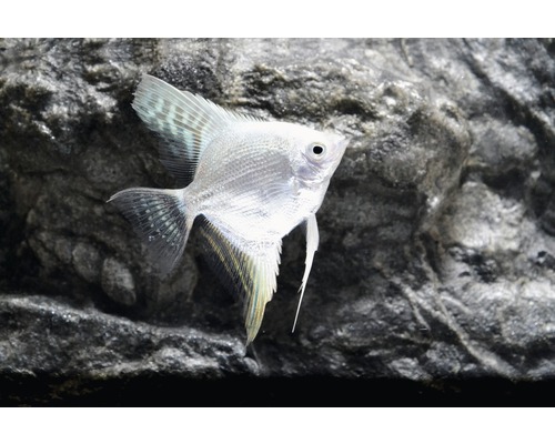 Fisch Platin-Skalar - Pterophyllum scalare