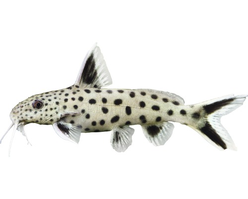 Fisch Kleiner Leopard Fiederbartwels - Synodontis lucipinnis