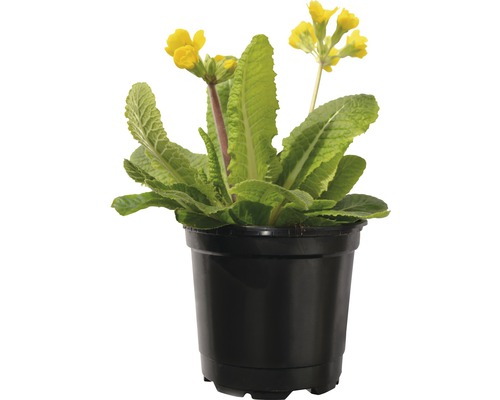 Stängelprimel FloraSelf Primula veris Ø 10 cm Topf