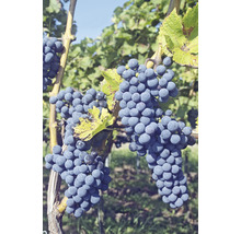 Bio Weintraube Tafeltraube FloraSelf Bio Vitis vinifera 'Regent' Co 3 L-thumb-0