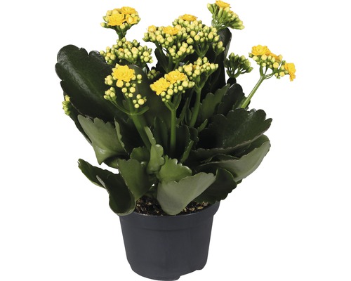 Flammendes Käthchen FloraSelf Kalanchoe Calandiva H 20-25 cm Ø 12 cm Topf gelb Kalanchoe Pflanze mit gelben Blüten im Topf