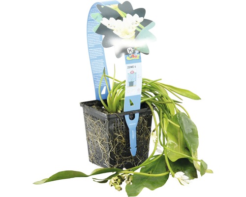 Teichpflanze in einem schwarzen Pflanzkorb mit weißen Blüten und grünen Blättern