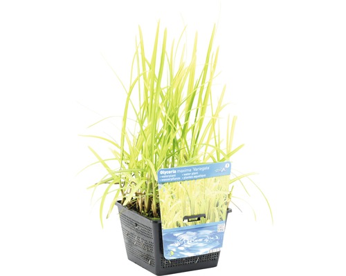 Gestreiftes Süßgras im Topf