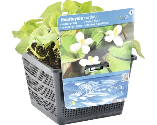 Houttuynia cordata Wasserpflanze im Korb