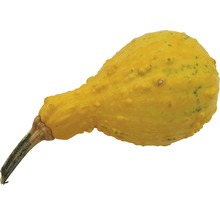 Zierkürbis