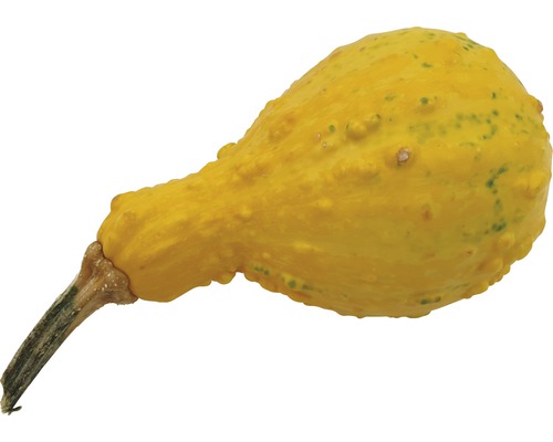 Zierkürbis