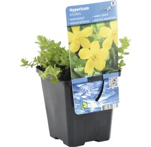 Hypericum elodes Wasserpflanze im Topf