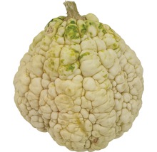 Speisekürbis mit warziger Oberfläche