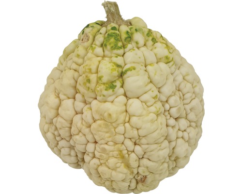 Speisekürbis mit warziger Oberfläche
