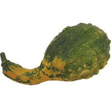 Zierkürbis