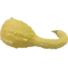 Gelber Zierkürbis