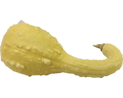 Gelber Zierkürbis