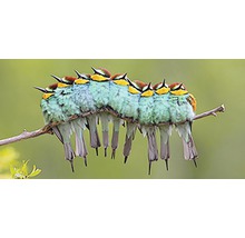 Mehrere Bienenfresser sitzen auf einem Ast.