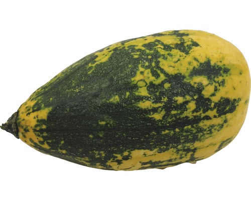 Birnenförmiger Zierkürbis