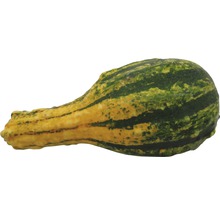 Zierkürbis