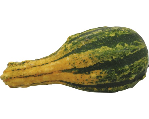 Zierkürbis
