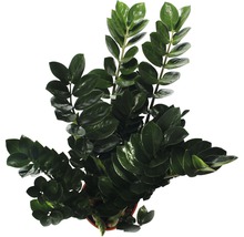 Zamioculcas Zimmerpflanze im Topf