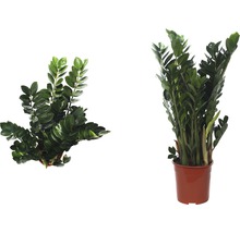 Zamioculcas Zimmerpflanze im Topf