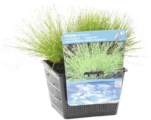 Scirpus cernuus Sauerstoffpflanze im Topf