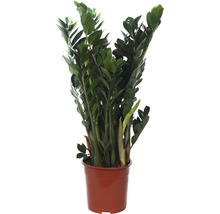 Zamioculcas Zimmerpflanze im Topf