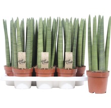 Bogenhanf FloraSelf Sansevieria cylindrica 'Straight' H 43-47 cm Ø 14 cm Topf
