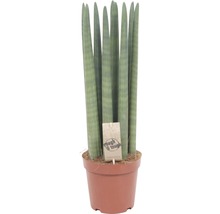 Bogenhanf FloraSelf Sansevieria cylindrica 'Straight' H 43-47 cm Ø 14 cm Topf