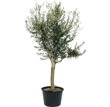 Olivenbaum im Topf