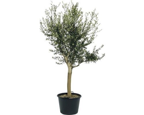 Olivenbaum im Topf