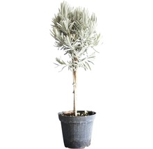 Lavendel FloraSelf Lavandula angustifolia H 40-60 cm Ø 14 cm Topf
