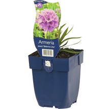 Breitblättrige Grasnelke FloraSelf Armeria pseudarmeria 'Ballerina Lilac' H 5-20 cm Co 0,5 L