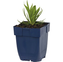 Breitblättrige Grasnelke FloraSelf Armeria pseudarmeria 'Ballerina Lilac' H 5-20 cm Co 0,5 L