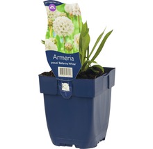 Breitblättrige Grasnelke FloraSelf Armeria pseudarmeria 'Ballerina White' H 5-20 cm Co 0,5 L