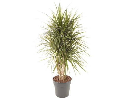 Drachenbaum FloraSelf Dracaena massangeana H 100-120 cm Ø 27 cm Topf verzweigt