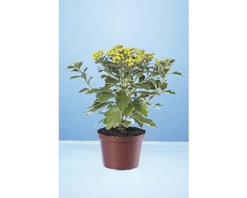 Silberrand-Chrysantheme FloraSelf Ajania pacifica Ø 12 cm Topf zufällige Sortenauswahl