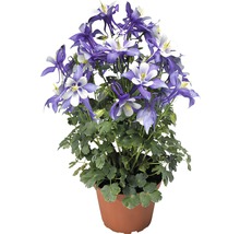 Akelei-Pflanze im Topf mit blau-weissen Blüten und grünen Blättern.