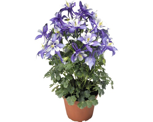 Akelei-Pflanze im Topf mit blau-weissen Blüten und grünen Blättern.