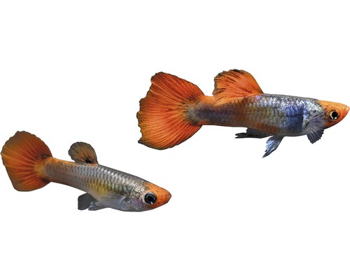 Fisch Koi Guppy - Poecilia reticulata