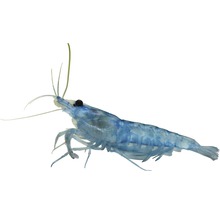 Garnele Blue Jelly Zwerggarnele - Neocaridina davidi (heteropoda)
