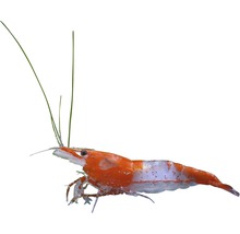 Garnele für Aquarien