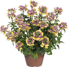 Nemesia in einem Topf mit gelben und violetten Blüten