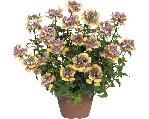 Nemesia in einem Topf mit gelben und violetten Blüten