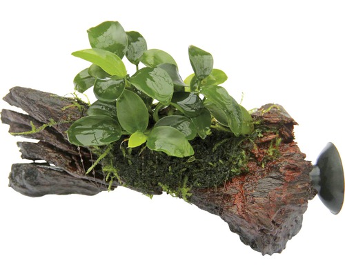 Bonsai Zwergspeerblatt - Anubias Bonsai auf Nanowood mit Sauger ca. 13 x 3 x 9 cm Aquariumpflanze auf Wurzel mit Saugnapf zur Befestigung im Aquarium