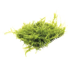 Moos für Aquarien