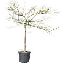 Grüner Schlitzahorn FloraSelf Acer palmatum dissectum 'Viridis' Co 30 L-thumb-1