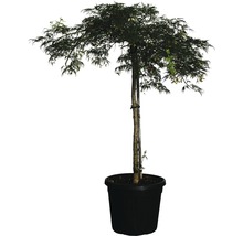 Grüner Schlitzahorn FloraSelf Acer palmatum dissectum 'Viridis' Co 30 L-thumb-0